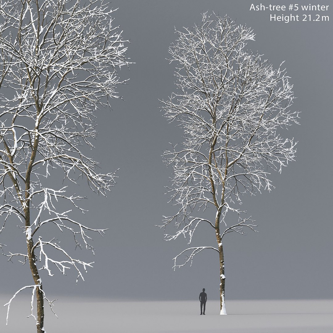 tree ash winter 3D model https://p.turbosquid.com/ts-thumb/aU/QkEjdv/Cs/110/jpg/1612685086/1920x1080/fit_q87/59bbad1679bcbb50e14251ca365b5f71c0dbba9e/110.jpg