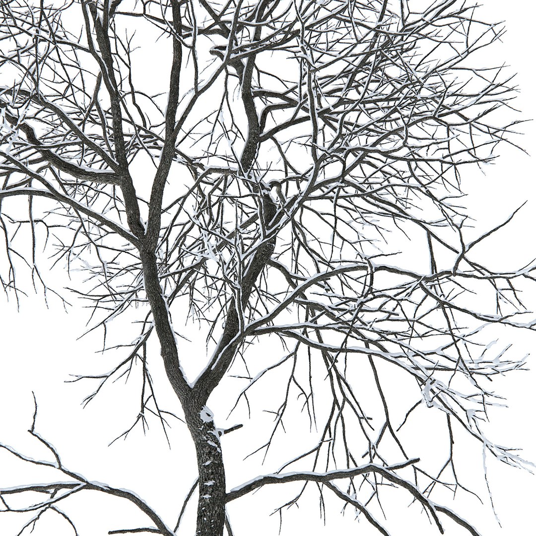 tree ash winter 3D model https://p.turbosquid.com/ts-thumb/aU/QkEjdv/NL/310/jpg/1612685085/1920x1080/fit_q87/5fbc7acd4e21c257d80316faad1a64e0ac19a1a1/310.jpg