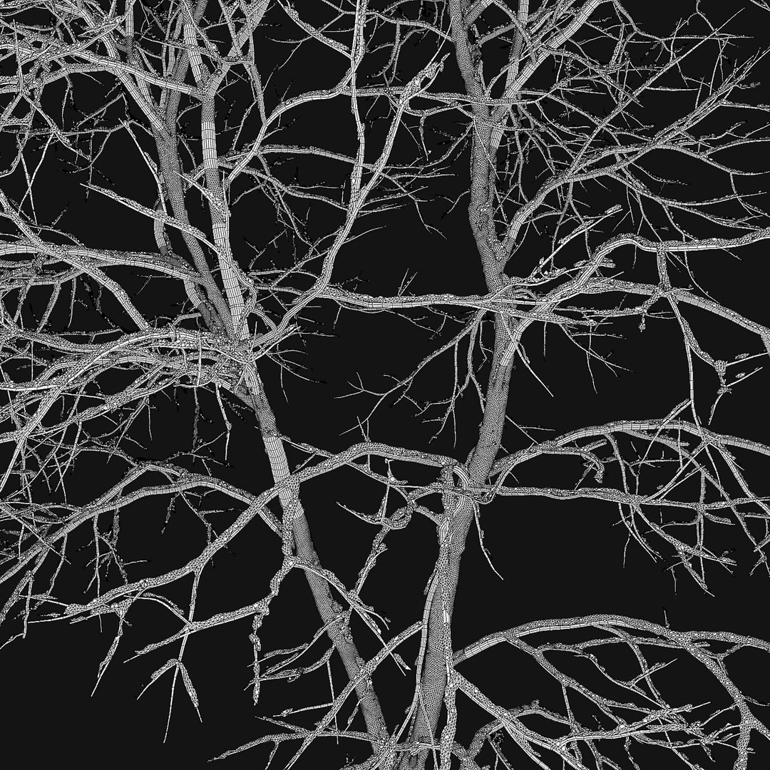 tree ash winter 3D model https://p.turbosquid.com/ts-thumb/aU/QkEjdv/UR/4/jpg/1612685086/1920x1080/fit_q87/5f355a4ea147d78ba19a5ef495cb7a24d73df564/4.jpg