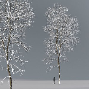 tree ash winter 3D model