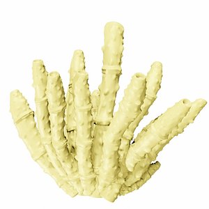 Tube coral