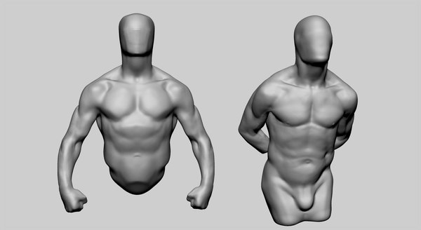 人体的躯干肌肉3d模型