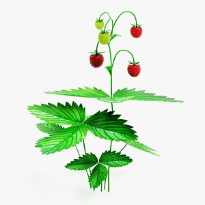 3D wild strawberry plant model