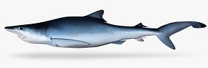 blue shark model