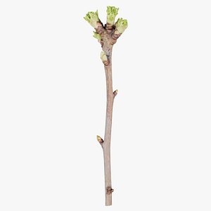 Syringa Vulgaris Common Lilac Oleaceae Sprout Remastered
