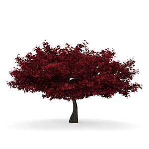 3d red maple acer