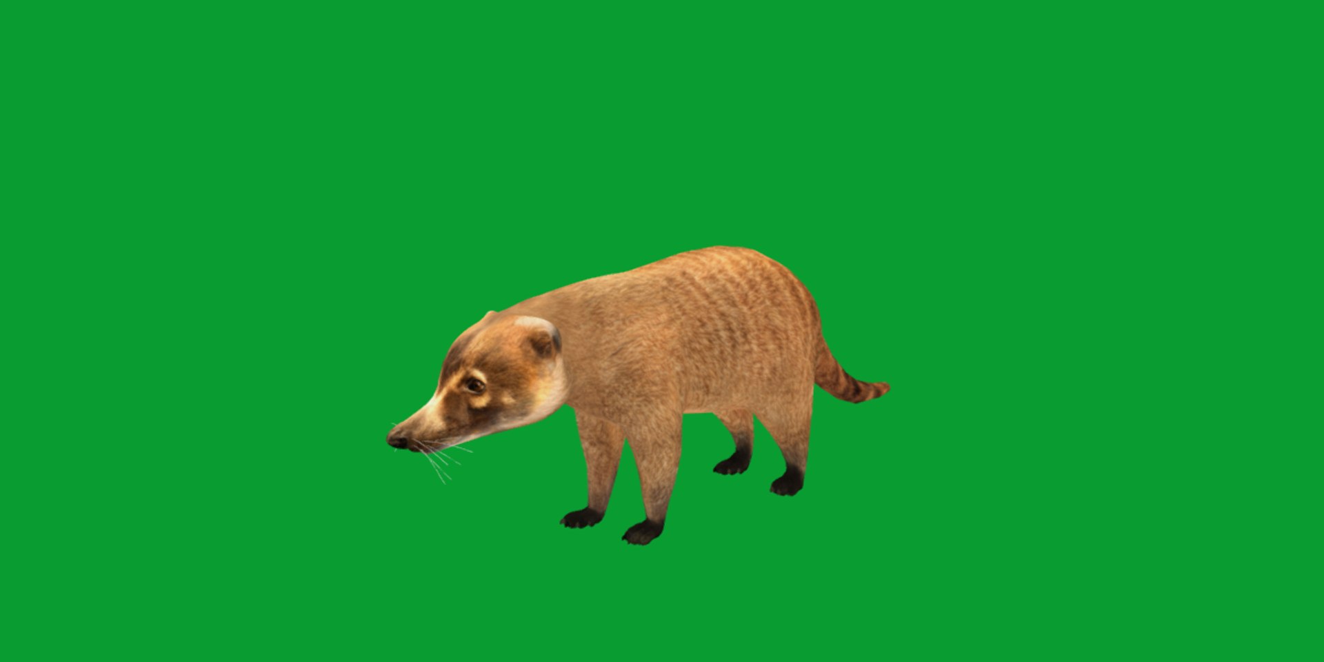 Coatimundis Nasus 3D model https://p.turbosquid.com/ts-thumb/aV/M3AuBg/3o/coatis25/png/1740600679/1920x1080/fit_q87/4c1f9e1c5397e2a5238eb7c3ea3d2312e45d884d/coatis25.jpg
