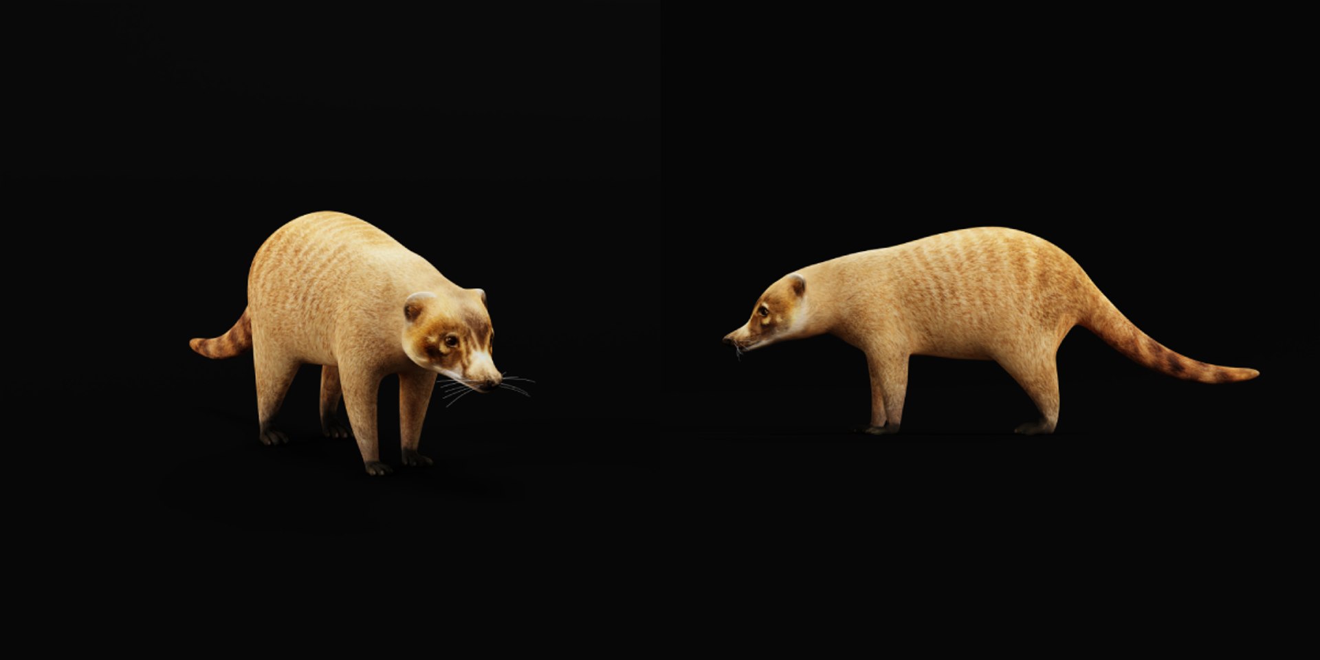Coatimundis Nasus 3D model https://p.turbosquid.com/ts-thumb/aV/M3AuBg/Dz/coatis2/png/1740600666/1920x1080/fit_q87/0d8d9bf35cc260d25ad437aef6f7165994d4908d/coatis2.jpg