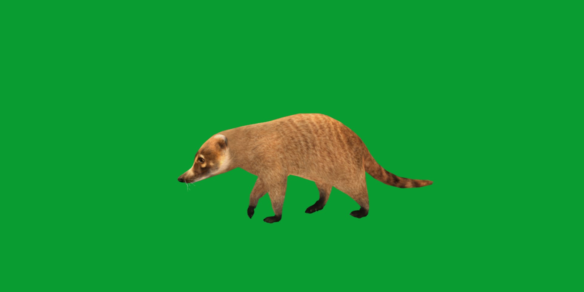 Coatimundis Nasus 3D model https://p.turbosquid.com/ts-thumb/aV/M3AuBg/H3/coatis3/png/1740600667/1920x1080/fit_q87/e5199f5498f5cd2582005fa336864c3947d25c0d/coatis3.jpg