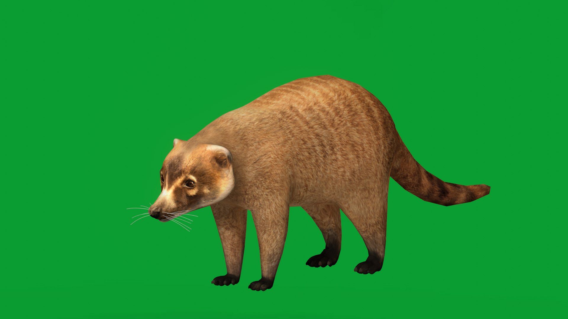 Coatimundis Nasus 3D model https://p.turbosquid.com/ts-thumb/aV/M3AuBg/Io/coatimundis_preview1/png/1740600647/1920x1080/fit_q87/c200ca5d6cea1338ad4f7549d369448ac6df7b07/coatimundis_preview1.jpg