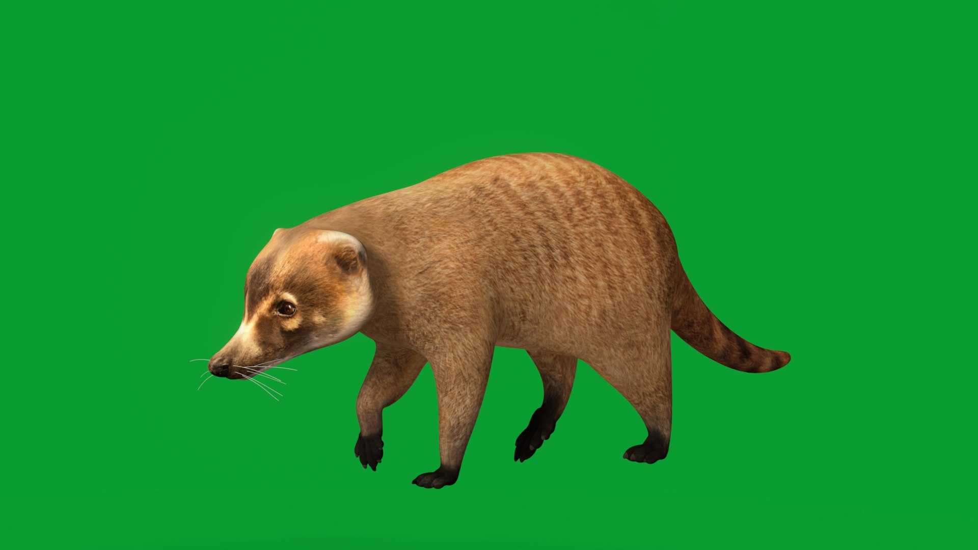 Coatimundis Nasus 3D model https://p.turbosquid.com/ts-thumb/aV/M3AuBg/Ix/coatimundis_preview/png/1740600648/1920x1080/fit_q87/d51ae08d4508c50d977b8fce9e10178f830e07c5/coatimundis_preview.jpg
