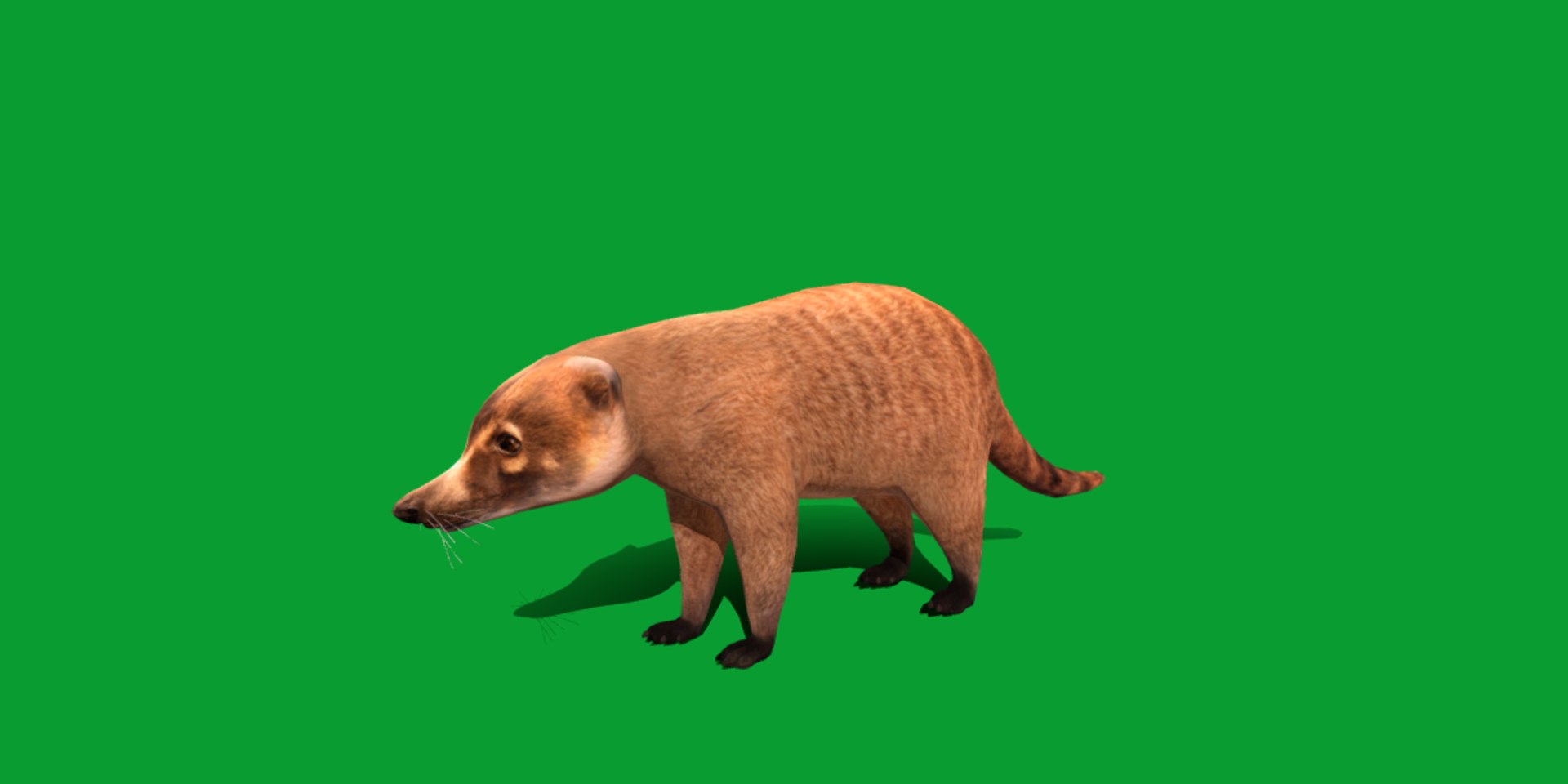 Coatimundis Nasus 3D model https://p.turbosquid.com/ts-thumb/aV/M3AuBg/JN/coatis/png/1740600680/1920x1080/fit_q87/42544d297bc39ad9402cb6af6664fd6caf439ec2/coatis.jpg