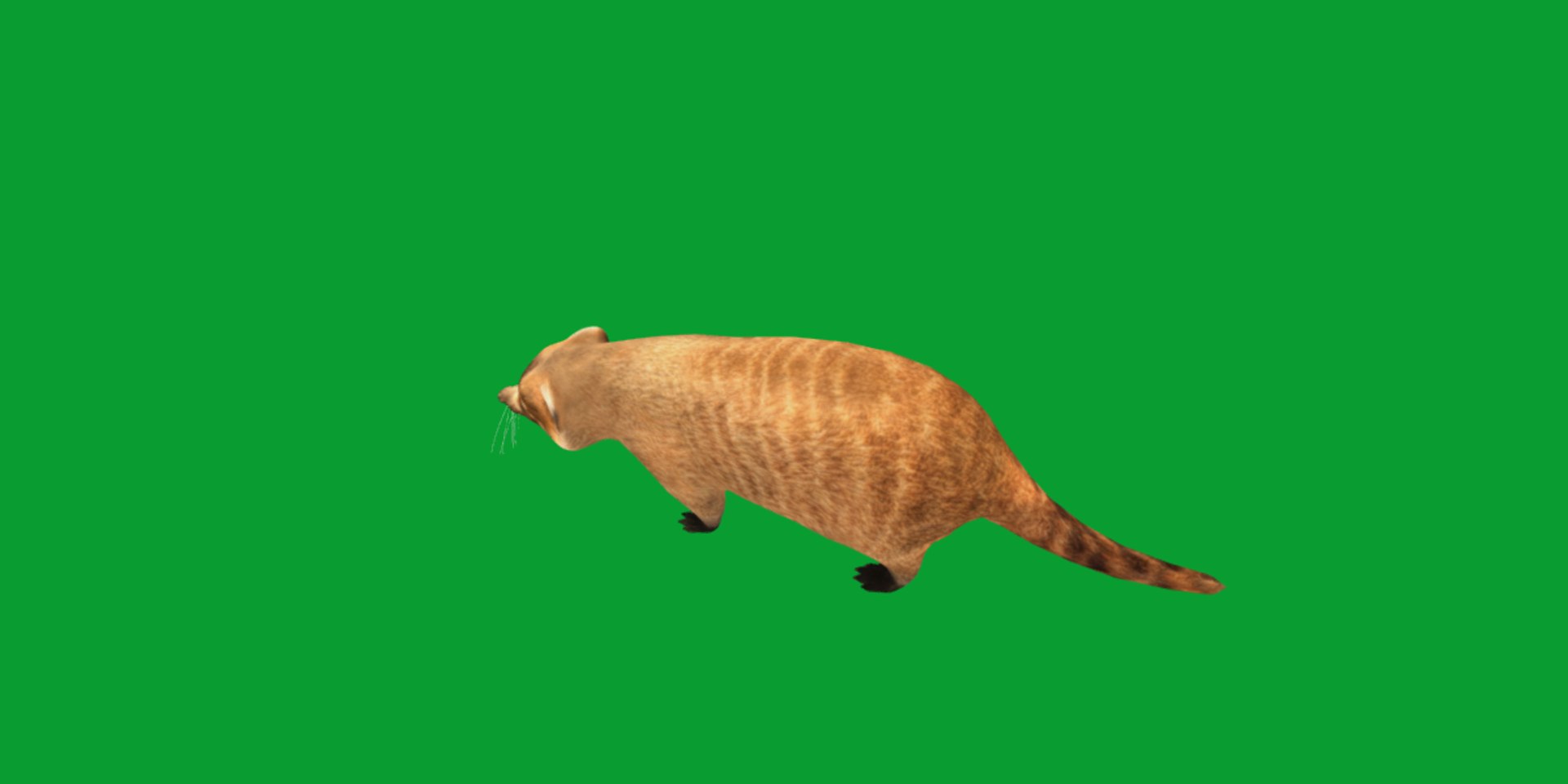 Coatimundis Nasus 3D model https://p.turbosquid.com/ts-thumb/aV/M3AuBg/Jb/coatis24/png/1740600678/1920x1080/fit_q87/ae5334f51353c211484769fb1ff04fdfc523ad28/coatis24.jpg