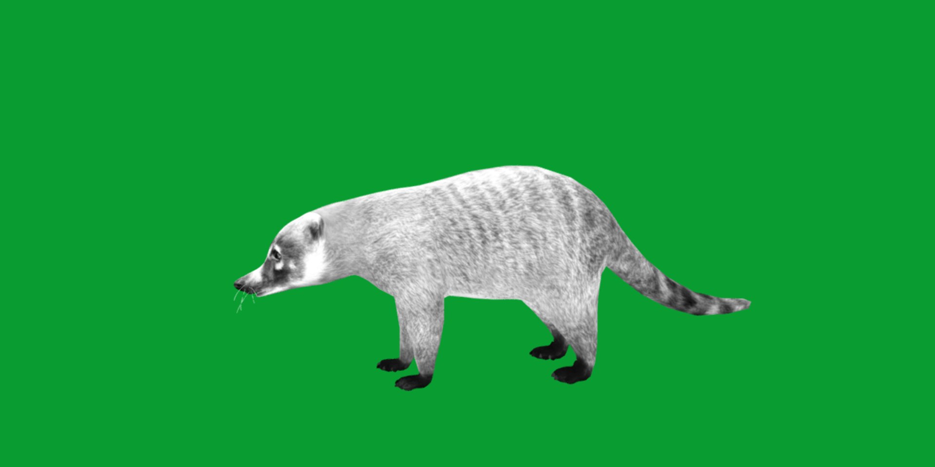 Coatimundis Nasus 3D model https://p.turbosquid.com/ts-thumb/aV/M3AuBg/Um/coatis13/png/1740600672/1920x1080/fit_q87/62e5796407daf83babb1a5a835622c049f240cc4/coatis13.jpg