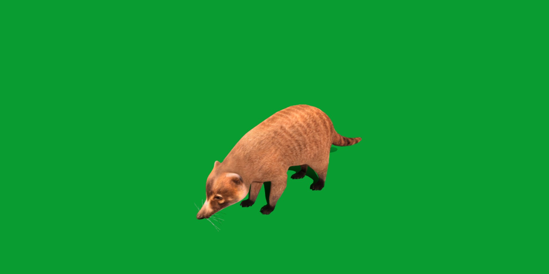 Coatimundis Nasus 3D model https://p.turbosquid.com/ts-thumb/aV/M3AuBg/W3/coatis1/png/1740600684/1920x1080/fit_q87/7ea4a1ff838ded6daa251e61c9ae84730e69221f/coatis1.jpg