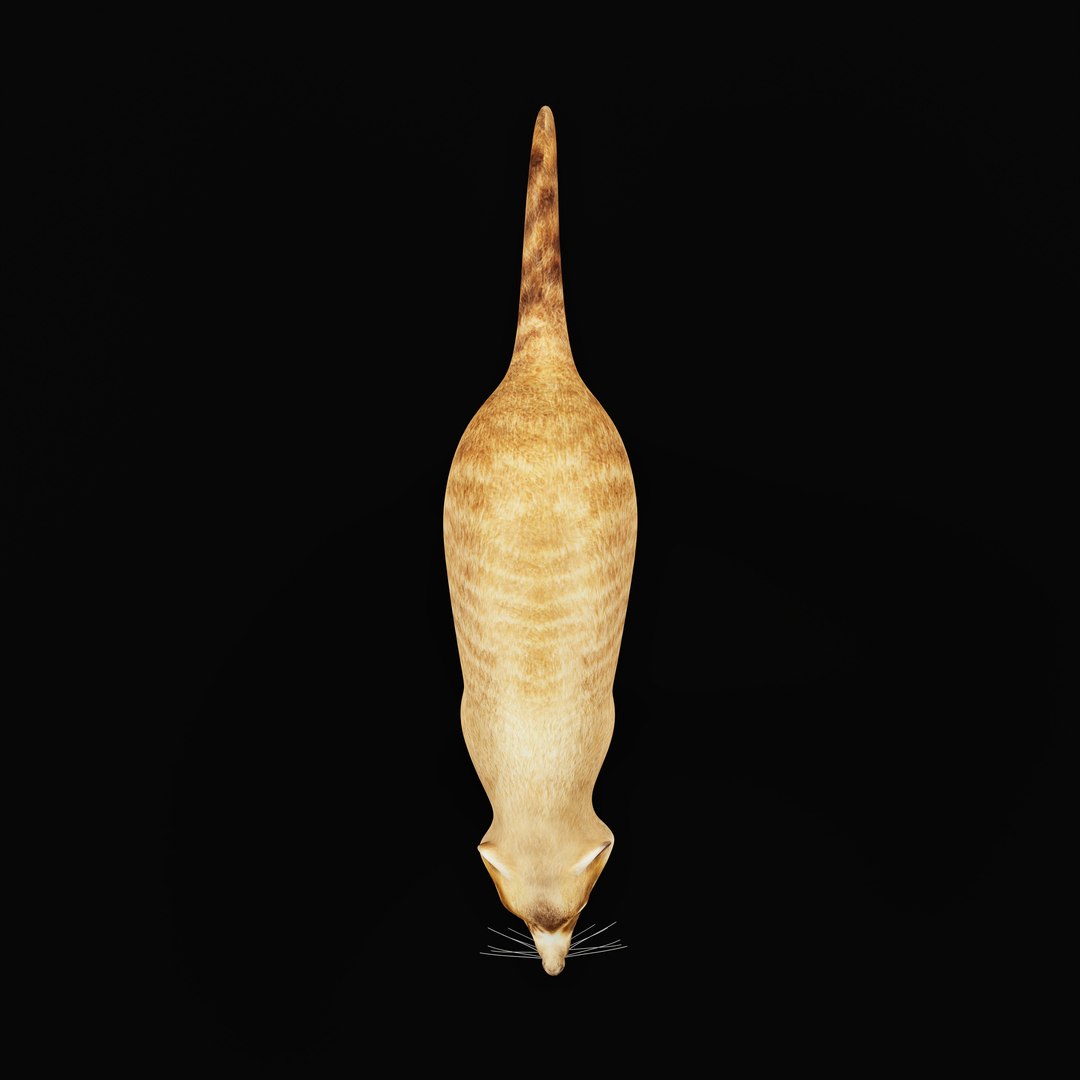 Coatimundis Nasus 3D model https://p.turbosquid.com/ts-thumb/aV/M3AuBg/Wc/coatirigao_0002/jpg/1740600684/1920x1080/fit_q87/5a07be60426f262cd2de0bf1f3da396ae5724cf2/coatirigao_0002.jpg