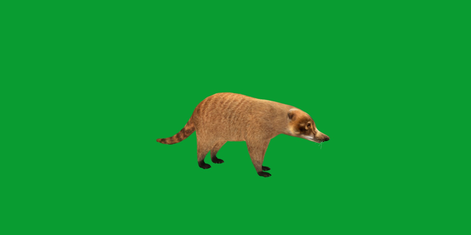 Coatimundis Nasus 3D model https://p.turbosquid.com/ts-thumb/aV/M3AuBg/Yv/coatis8/png/1740600669/1920x1080/fit_q87/4fc2f3b1974ba7593290aae4304419f03b6065df/coatis8.jpg