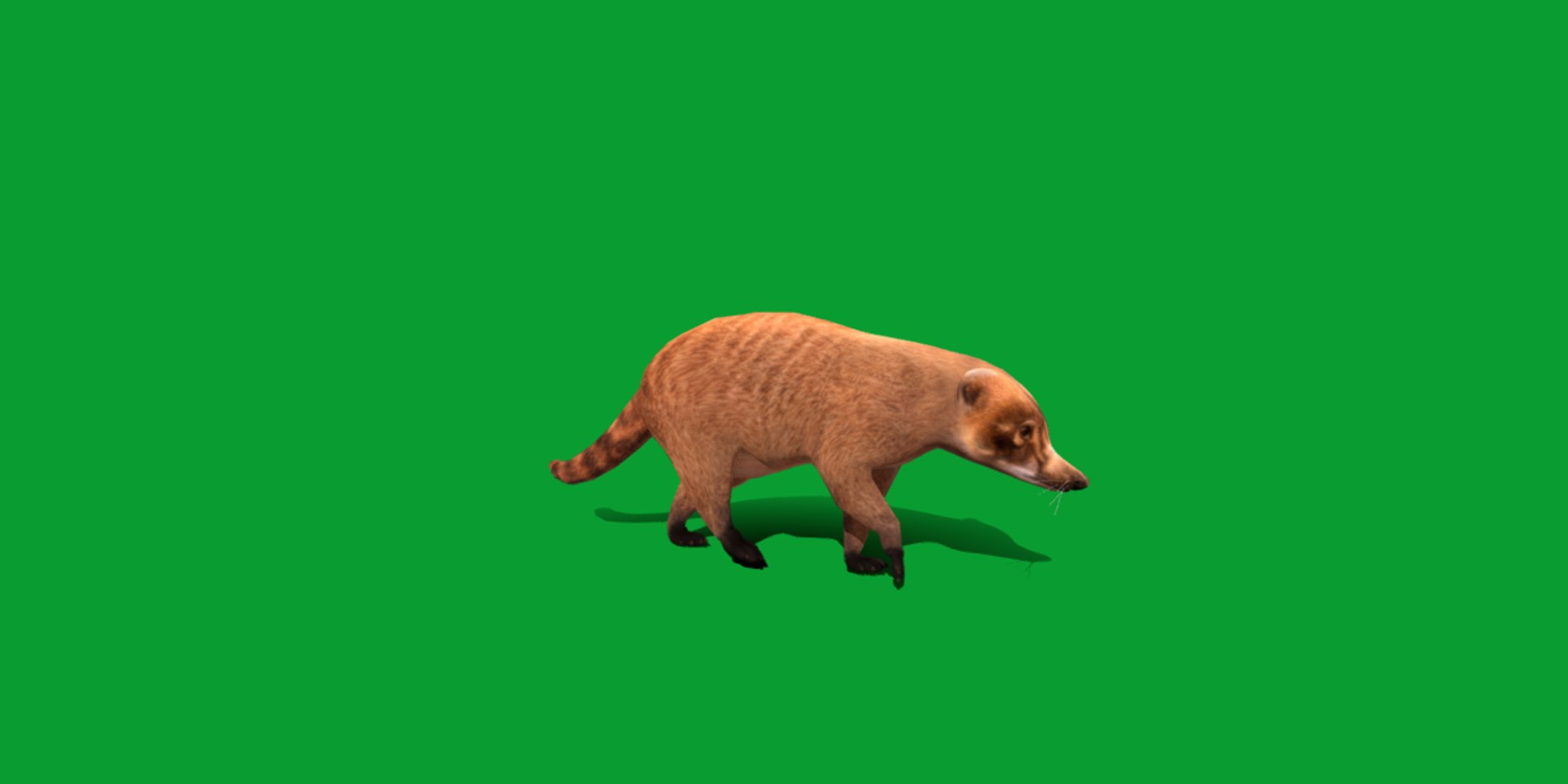 Coatimundis Nasus 3D model https://p.turbosquid.com/ts-thumb/aV/M3AuBg/bw/coatis4/png/1740600667/1920x1080/fit_q87/caac030974eefb2f9024953cb401f07a9cd849e4/coatis4.jpg
