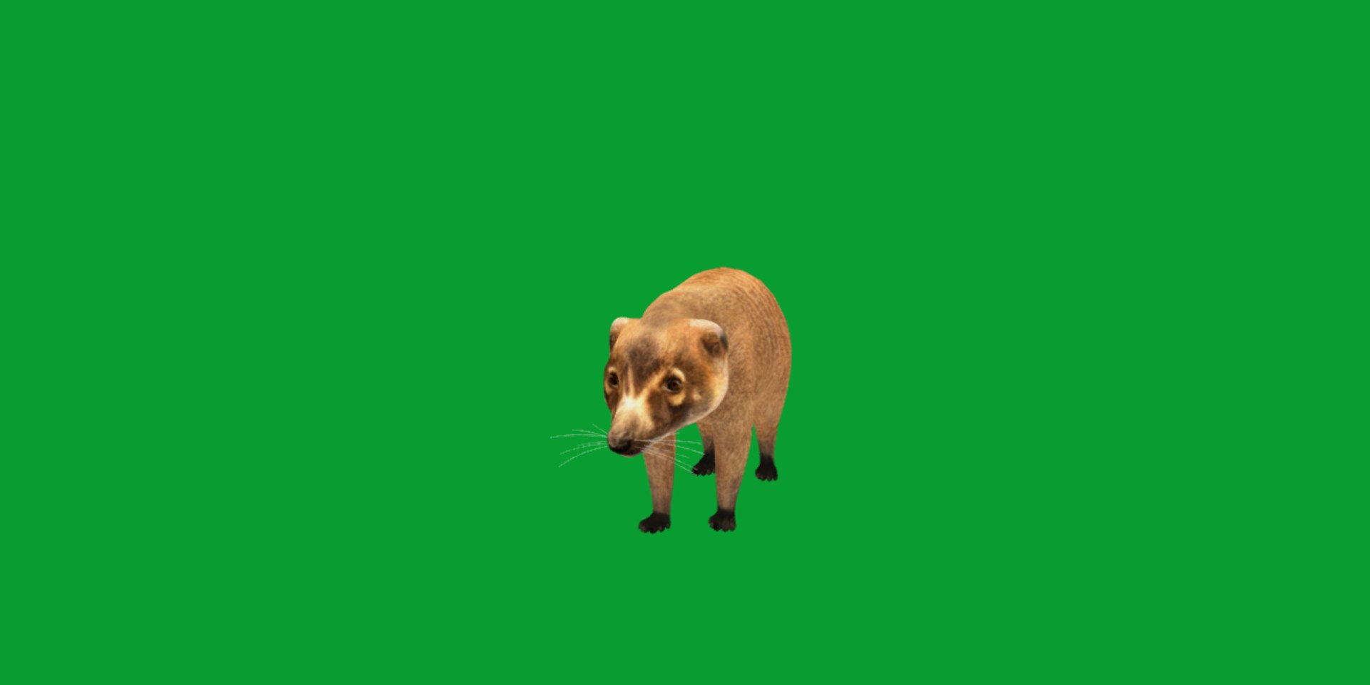 Coatimundis Nasus 3D model https://p.turbosquid.com/ts-thumb/aV/M3AuBg/dA/coatis9/png/1740600670/1920x1080/fit_q87/e8d8853cbaa69c713c548dac3b7db7ac42b154ee/coatis9.jpg