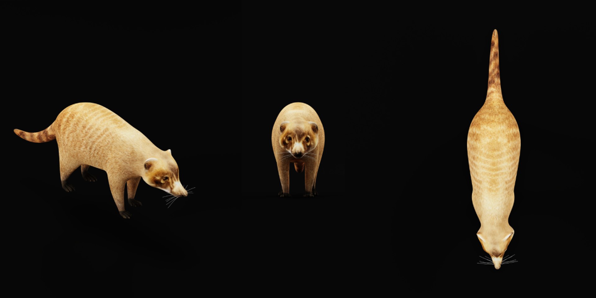 Coatimundis Nasus 3D model https://p.turbosquid.com/ts-thumb/aV/M3AuBg/jz/coatis10/png/1740600671/1920x1080/fit_q87/944f54b57539b37d934f9d24ad3331652d775632/coatis10.jpg