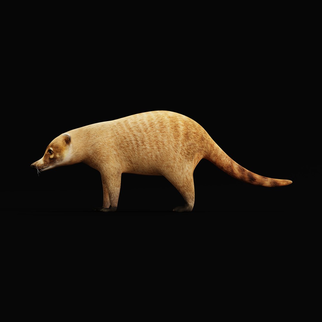 Coatimundis Nasus 3D model https://p.turbosquid.com/ts-thumb/aV/M3AuBg/rB/coatirigao_0001/jpg/1740600683/1920x1080/fit_q87/bc344f1b8d0c173a4586847ff994b0844d47b118/coatirigao_0001.jpg