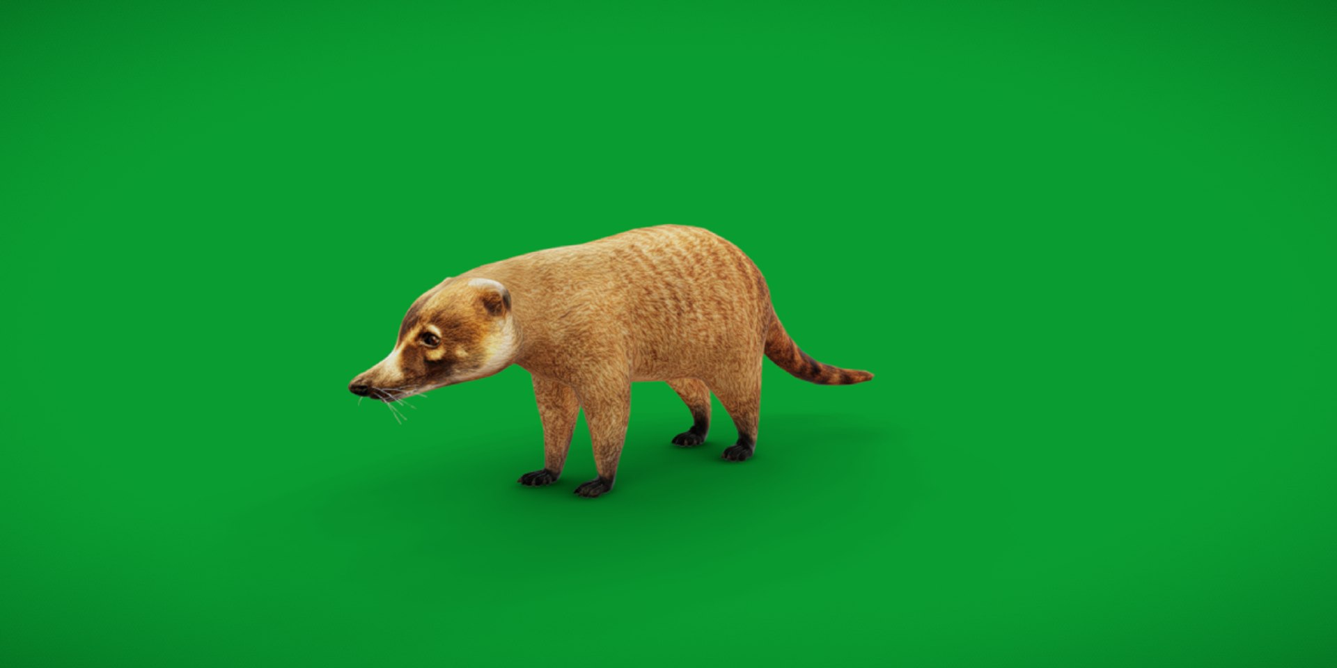 Coatimundis Nasus 3D model https://p.turbosquid.com/ts-thumb/aV/M3AuBg/sp/coatimundiscopy/png/1740600648/1920x1080/fit_q87/5724efae9d396d8d4c48f833f8ea03f508c88a1b/coatimundiscopy.jpg