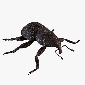 3D model Rutidosoma graminosum