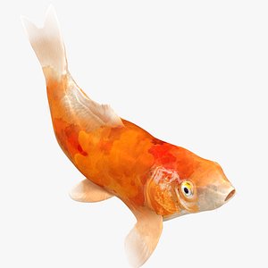 3D Japanese Carp Fish Rigged L1735