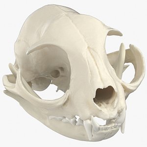 3D domestic cat skull jaw