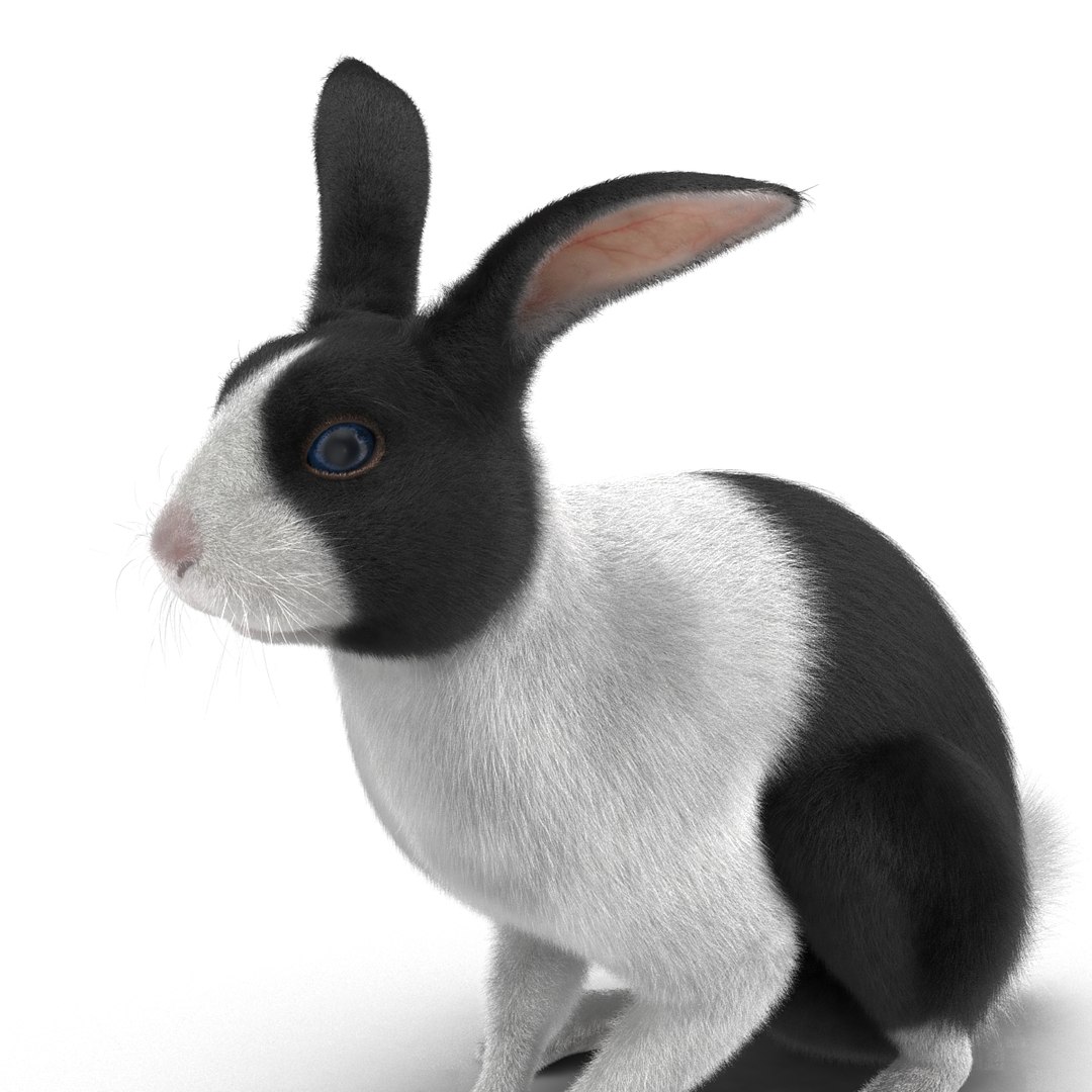 3d model black rabbit pose 3
