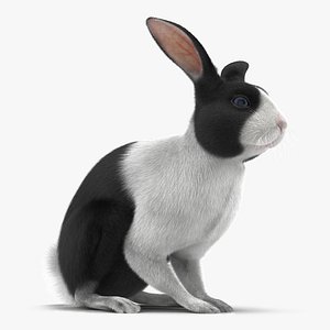 3d model black rabbit pose 3