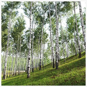 3D model Birch forest collection