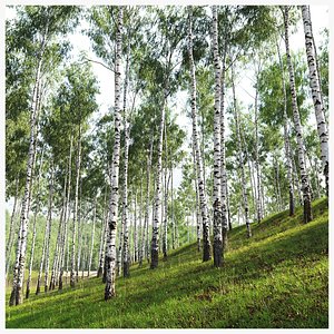Birch forest collection