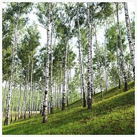 Birch forest collection