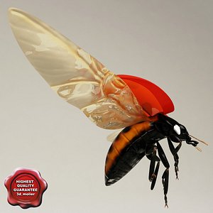 ladybug pose1 3d model