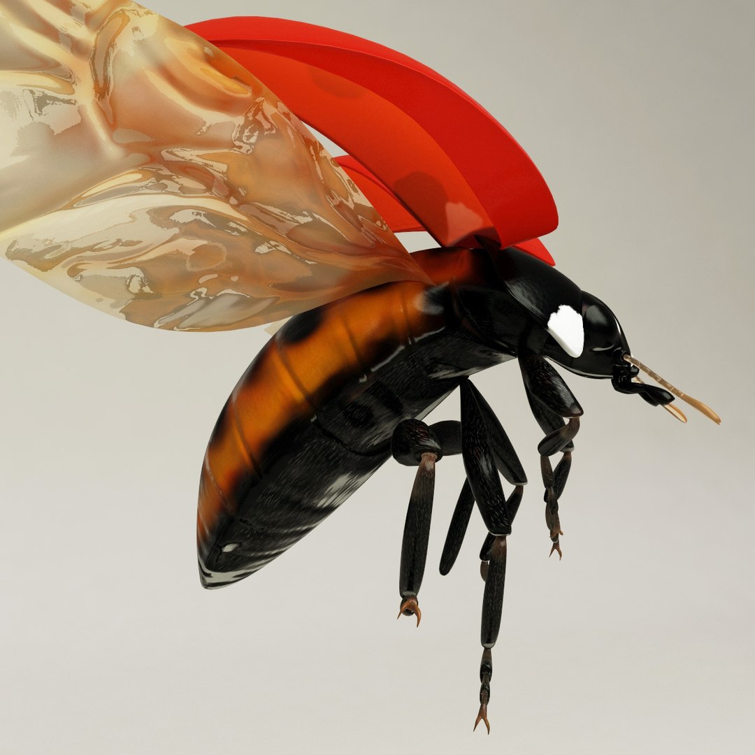 Ladybug Pose1 3d Model
