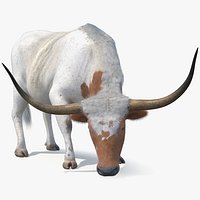 Texas Longhorn Cattle White Color Fur