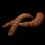 Worm