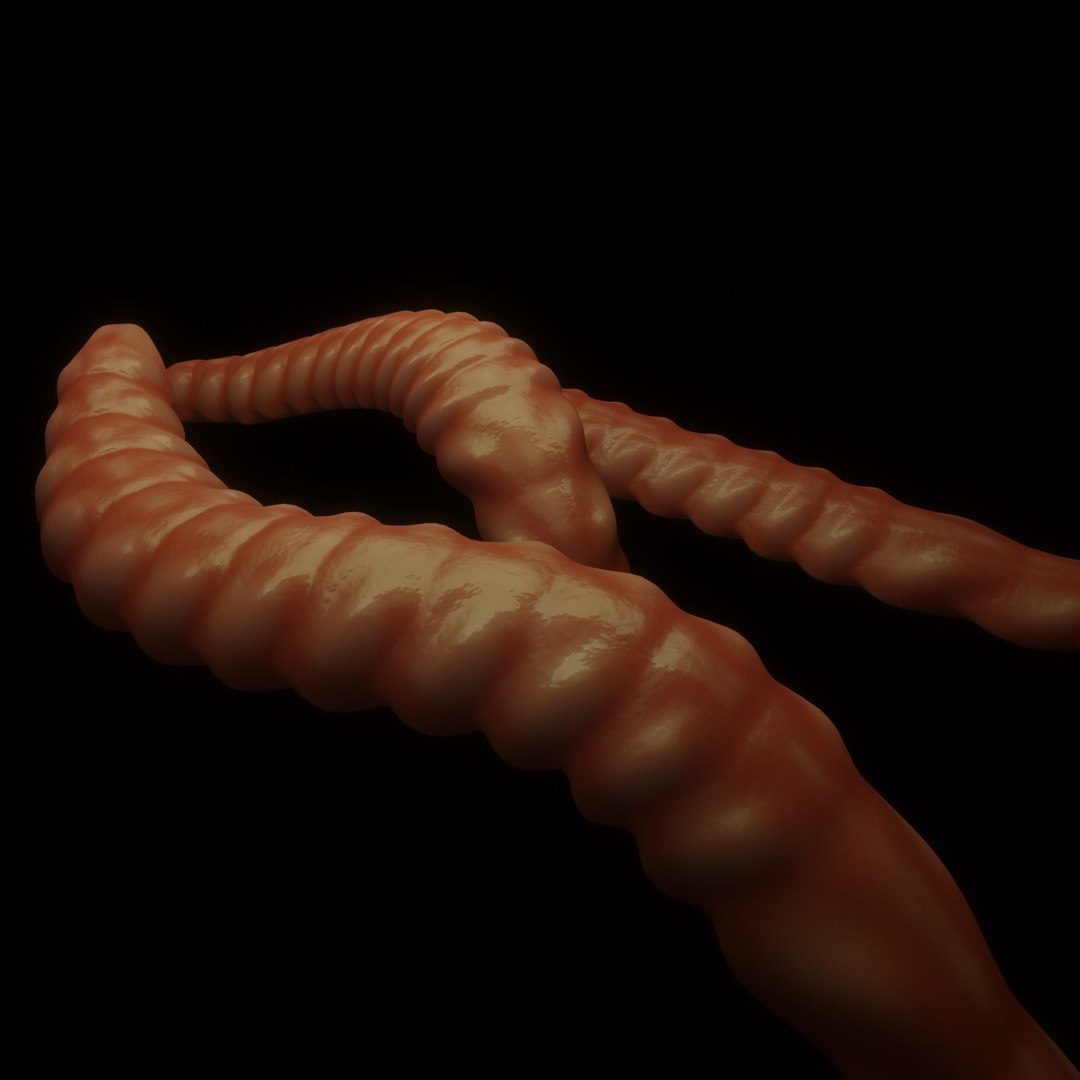 3D model Worm https://p.turbosquid.com/ts-thumb/aW/TDrJ5A/Fr/2/jpg/1639082276/1920x1080/fit_q87/354b019872a67f0a23887adb91f0f86ee1c68047/2.jpg