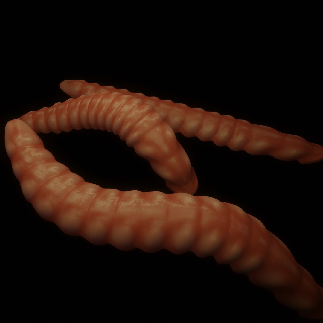 3D model Worm https://p.turbosquid.com/ts-thumb/aW/TDrJ5A/dr/3/jpg/1639082275/1920x1080/fit_q87/0eae8eb1362e02db5e6e7225f17949bf758ecd57/3.jpg