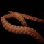 Worm