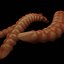 Worm