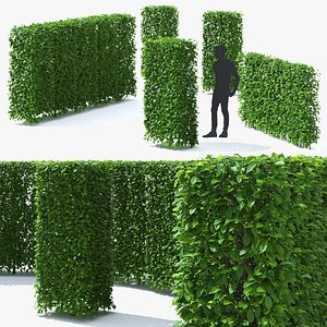 Carpinus betulus hedge