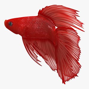 3D red crowntail betta fish