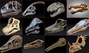 Skulls Dinosaurs