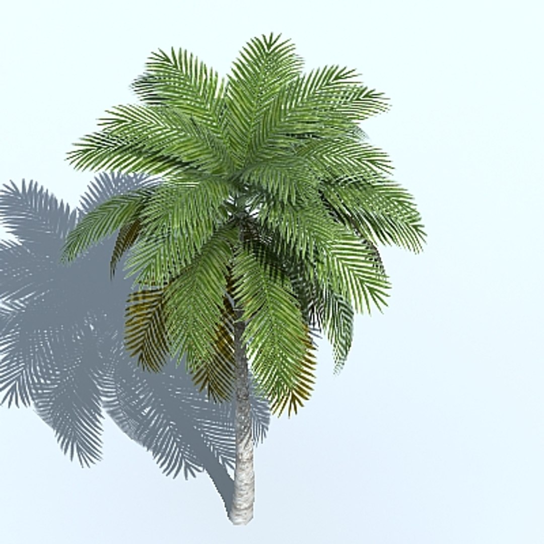 palm tree max