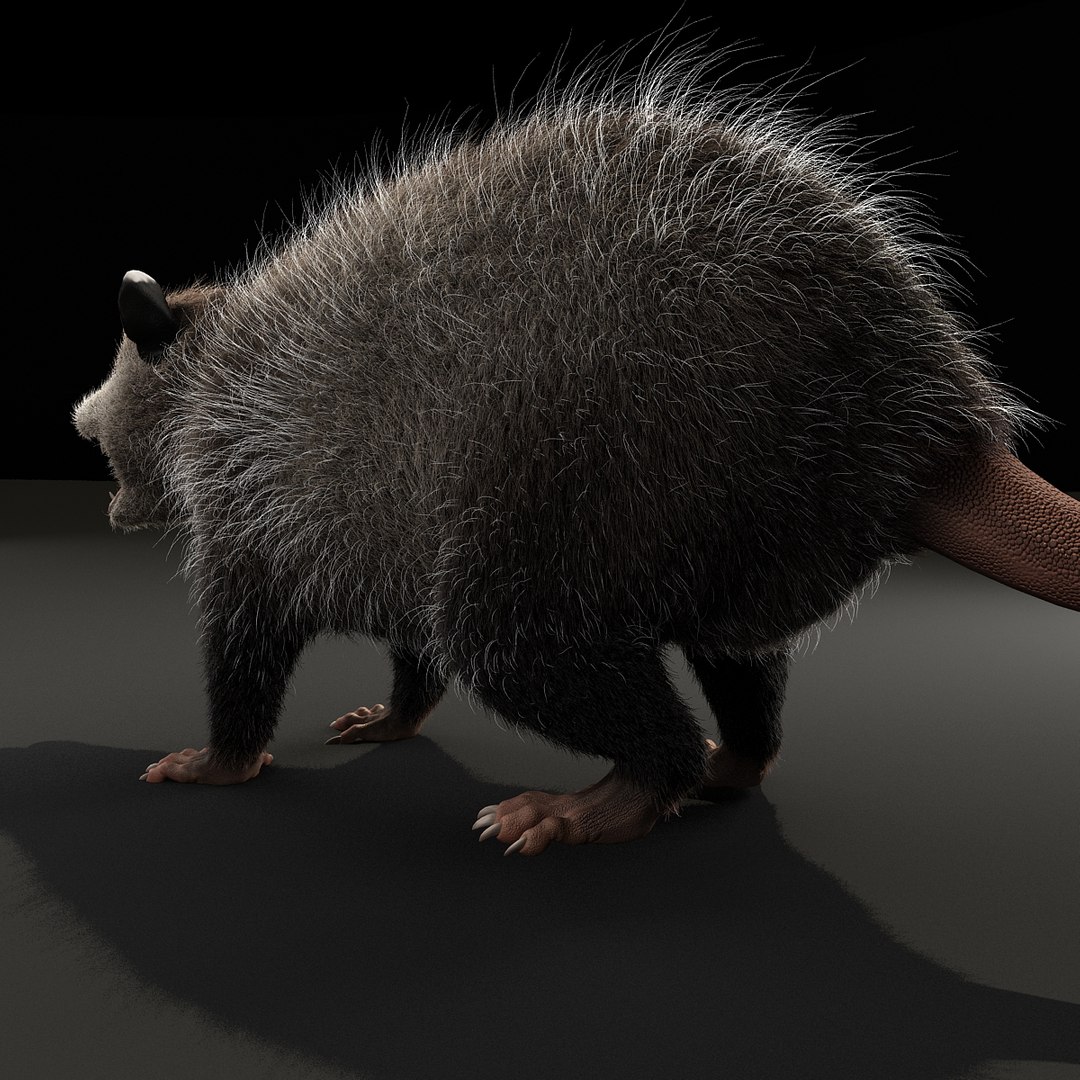 possum fur rigged 3d max https://p.turbosquid.com/ts-thumb/aW/uDHVnF/6TGwmtft/possumvrayfurrigged_14/jpg/1414161256/1920x1080/fit_q87/f6c369f457ed0e462cbe659398edb8a75f6406c9/possumvrayfurrigged_14.jpg