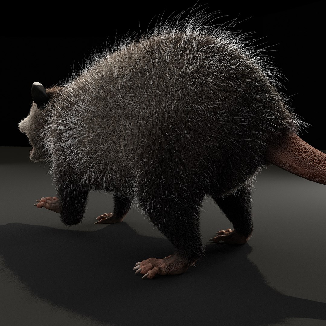 possum fur rigged 3d max https://p.turbosquid.com/ts-thumb/aW/uDHVnF/7veghwPX/possumvrayfurrigged_15/jpg/1414161250/1920x1080/fit_q87/0dcdc3471bc8dde53ebf1e84b82f09fafabcdac9/possumvrayfurrigged_15.jpg