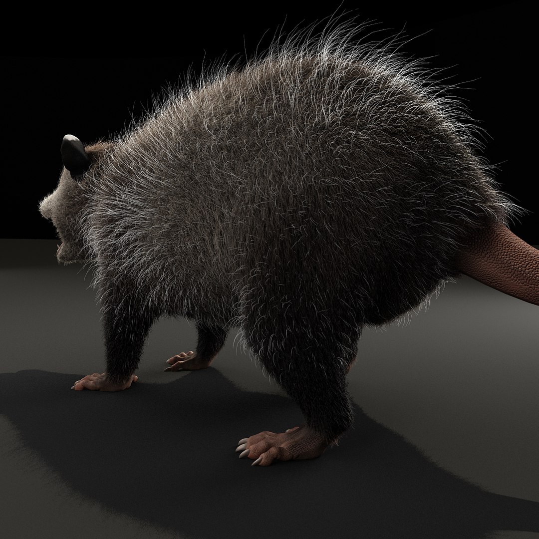possum fur rigged 3d max https://p.turbosquid.com/ts-thumb/aW/uDHVnF/CopQXp8b/possumvrayfurrigged_13/jpg/1414161182/1920x1080/fit_q87/0557f0cac409ced86fc27fbc4a7bb060f157385d/possumvrayfurrigged_13.jpg
