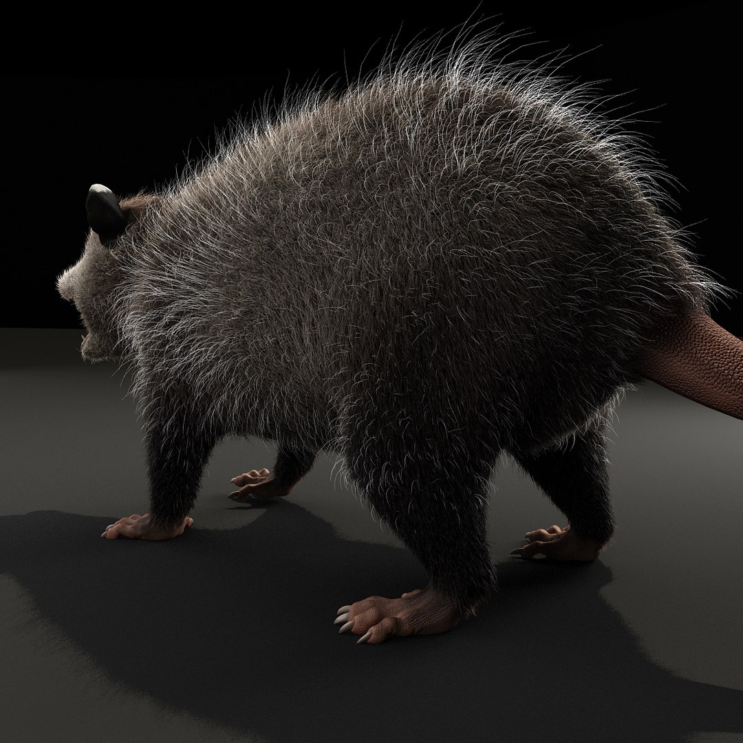possum fur rigged 3d max https://p.turbosquid.com/ts-thumb/aW/uDHVnF/HqbKlezB/possumvrayfurrigged_12/jpg/1414161180/1920x1080/fit_q87/df6ce63bcaeca8142a487ea49e3ce6ffb62aab6c/possumvrayfurrigged_12.jpg